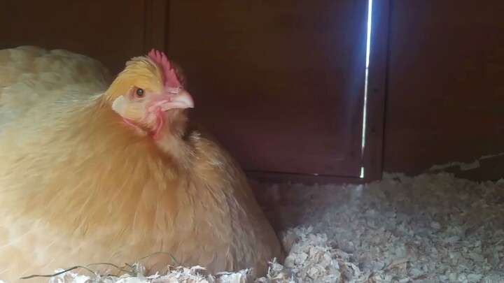 【Gà Orpington】Đang ấp trứng, xin đừng làm phiền, nếu không sẽ nổi giận bung lông!