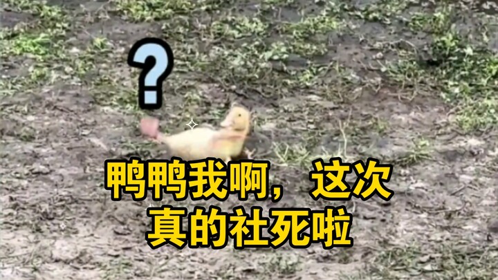 يا دادا، هذه المرة حقًا خسرت ماء وجهي تمامًا!