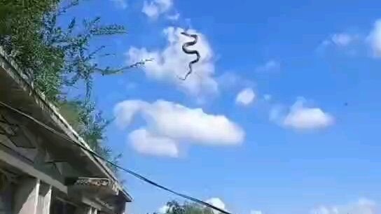 Snake caught in spider web.
