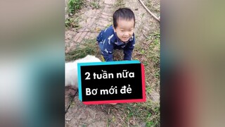 Trả lời  2 tuần nữa mới đẻ nhé bạn ơi. cunyeucuadua chó chócon chókhôn chócute