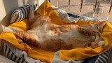 [Cat] A snoring cat