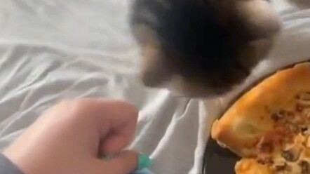 Reaksi kucing ketika sang majikan sedang menikmati mi bebek
