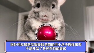 国外网友偶然发现养的龙猫能用小爪子握住东西，于是开始了各种奇特的尝试，这也太可爱了叭