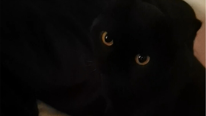 Pro tip: If you’re booking a cat-themed B&B online, stay far away from Black Cat—seriously, it’ll ru