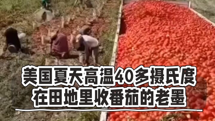 The American “Old Mexican” brand fully automatic tomato harvester—when it comes to hard work, Old Me