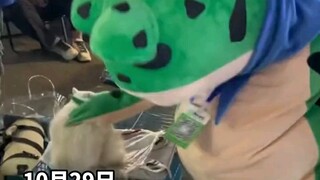 “生命不息，撸猫不止”，孤寡青蛙路边偶遇小猫，疯狂撸猫，被老板制止：“滚”！