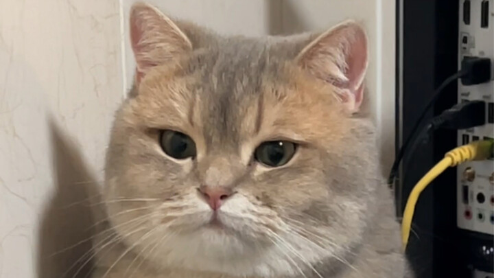 What should I do if my cat doesn't believe me?