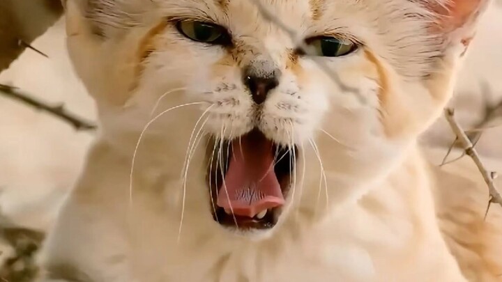 A Cutesy Yet Deadly Hunter — The Sand Cat