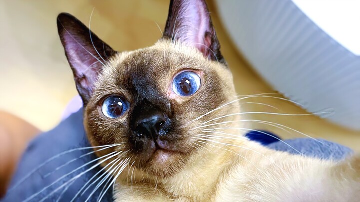 Borrowing your two iPhones for a bit