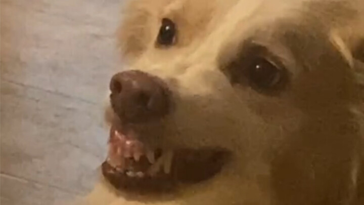 Bagaimana Border Collie Mendidik German Shepherd? Adegan Terakhirnya Ganteng Banget!!