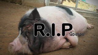 R.I.P🐷น้องรวยรักคุณยายที่สุดและสนิทที่สุดในบ้าน🐖👵🥺🖤
