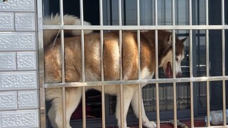 Deliberately separate these dogs who are as close as brothers and see how they react?