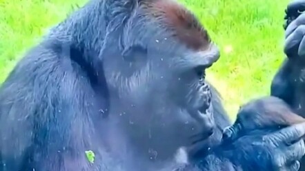 Gorila memeluk bayinya dengan gembira sambil pamer ke pengunjung #gorila #lucu #hangatpositif