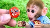 Baby Monkey Bon Bon Eats Mini Food and playing with the puppy and baby rabbit
