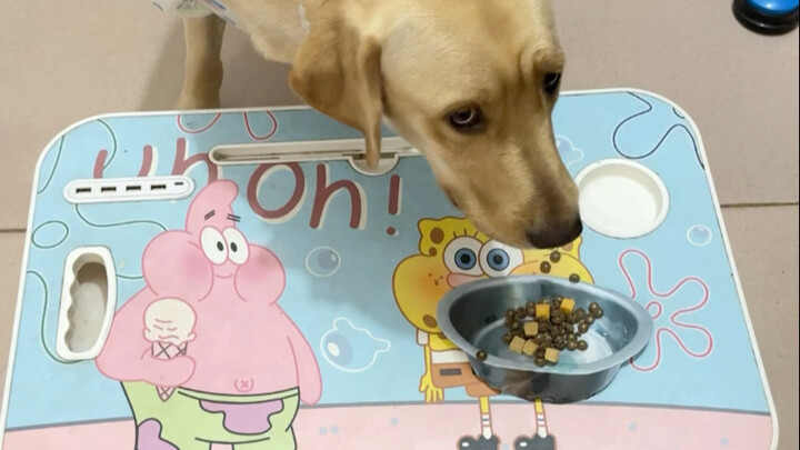 Dog: You think I’m a dumb dog? How am I supposed to eat if you put it on a paper bowl?