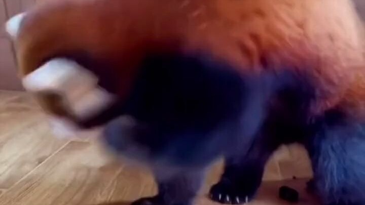 Encountered a social-anxiety-ridden red panda at the scenic area hotel!