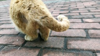 Đây là gì? Mèo trứng khổng lồ! Đây là gì? Mèo trứng khổng lồ!