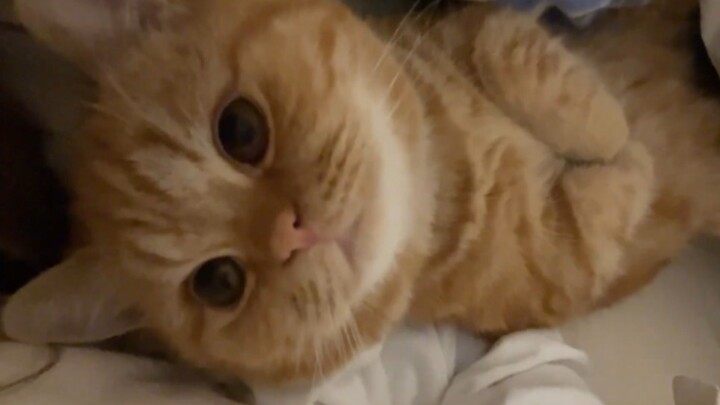 น้องแมว: ฉันอุ่นที่นอนให้คุณดีไหม