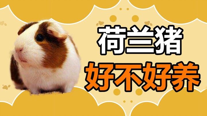 Fun Pet Facts: Are Guinea Pigs Easy to Care For? Do They Only Live for an Average of Two Years?