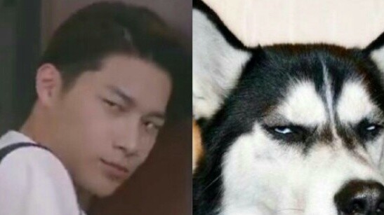 [Histotry3 Hari Itu] Bagaimana rasanya punya pacar Husky?