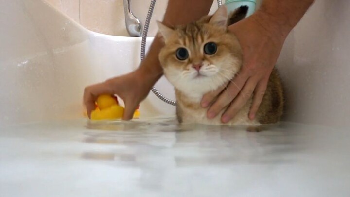 โฮซิโกะ: แมวเนื้อแน่น 100% กลับมาอาบน้ำอีกแล้ว!