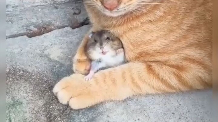 Mèo: Thông báo cho chuột nhà đi!
