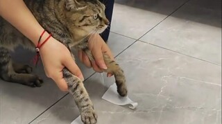 لا عجب أن قطط ليوهوا هي الاختيار الدقيق للأجداد!