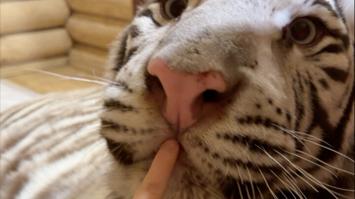 Wreck-It Ralph: The Unstoppable Destroyer