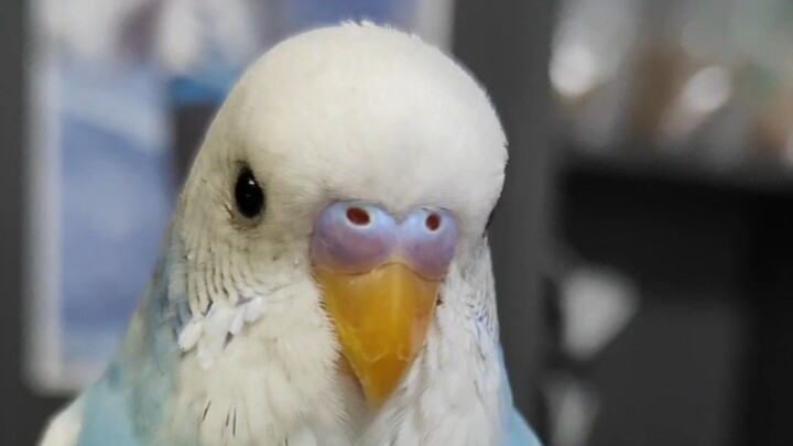 Episode 2 of “I Don’t Want Anyone to Just Pick Up My Bird”