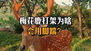 Mengapa rusa merah menggunakan kaki untuk menendang saat bertarung?