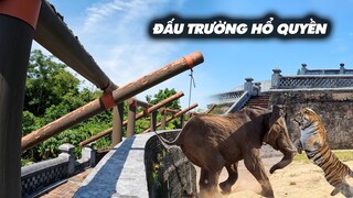Đấu trường duy nhất trên thế giới giữa Voi và Hổ, nơi tiêu khiển của Vua và Quan