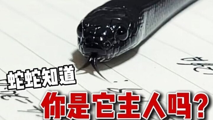 宠物蛇真的会认主吗？