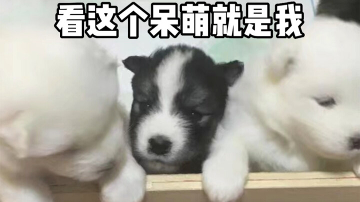 Six Puppies Born to an Alaskan Malamute and a Samoyed