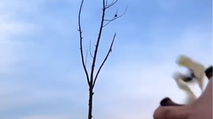 无他，唯手贱尔！