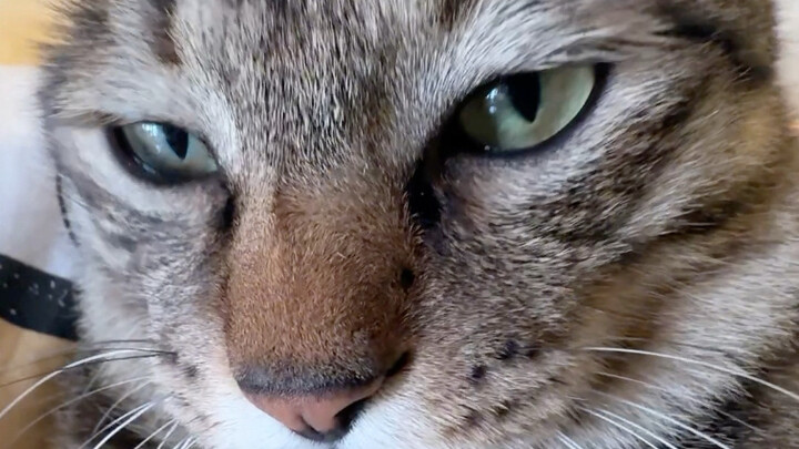 Orang: Kalau kamu pukul aku lagi, aku nggak mau main sama kamu lagi, kucing kecil bau!