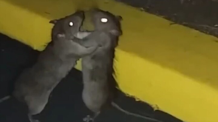 Dua ekor tikus nakal sudah berkelahi sejak kecil, kalau besar nanti gimana ya!