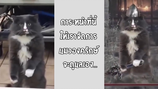 รวมคลิปตลกๆ : เเมวองครักษ์จะดูเเลเจ้าเอง!!