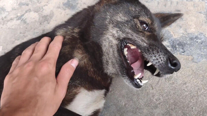 Pet | Puppies Eat Meat Bun