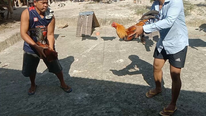 golden boy sweater v pumpkin sweater