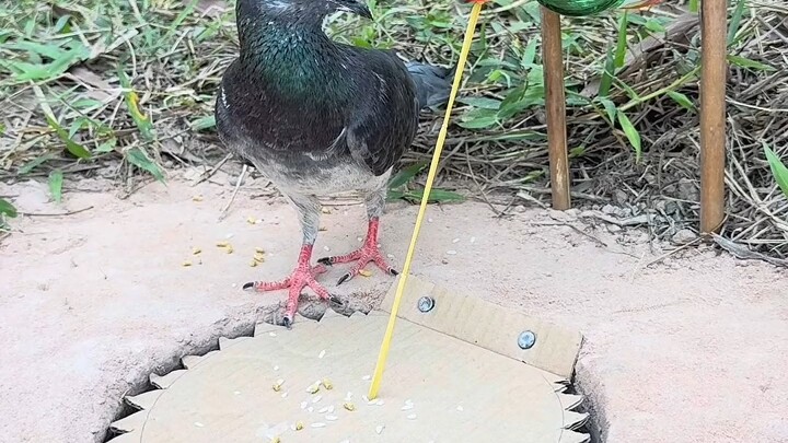 [World Curiosities Commentary] New video is live—please subscribe!