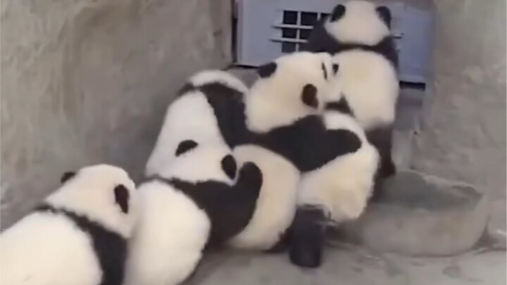 Giant pandas are scrambling to “break out” of their enclosure.
