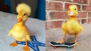 Super Cute and Funny Duck Videos Compilation| CuteVN