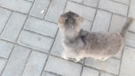 اليوم الأول بعد أن وجدت قطة مشردة