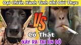 KHỈ BÁO THÙ: Diễn Ra Đại Chiến Giữa Khỉ Và Chó Khuyển Đời Thực Tại Ấn Độ, Cđm Nói Gì?