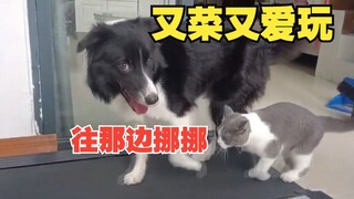 Cat: Cả đời tôi chưa bao giờ phải chịu nhiều bất bình đến thế!