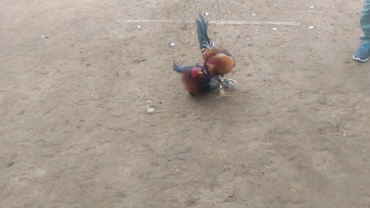 jet sweater jaymich backyard