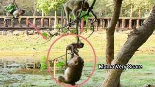 OMG!, Mama Monkey Very Very Scare And Worry Baby Left, Older Monkey Running Quickly To Protect Baby
