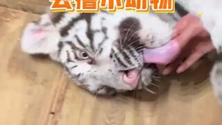 Có chú chó con nào không hài lòng không?