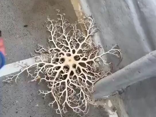 What is this? A superpolyploid octopus?