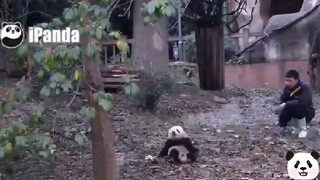 Panda Qi Yi: You're Late. Can You Carry Me Back?